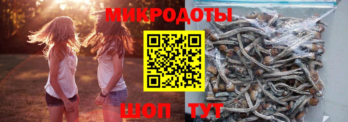 Псилоцибиновые грибы Cubensis Сокол